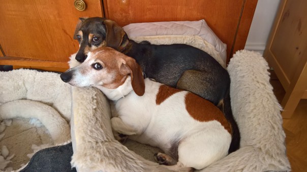 wp_20160923_13_55_26_pro-1