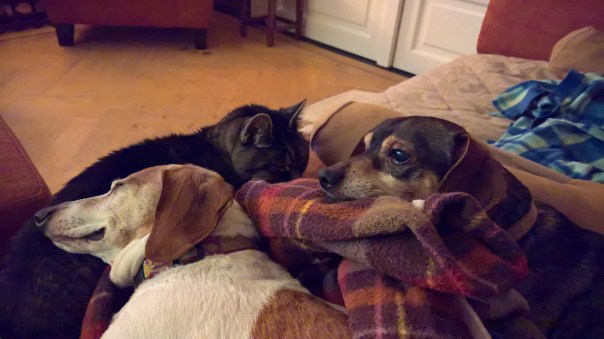 wp_20161130_23_12_03_rich