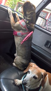 WP_20170909_06_49_55_Rich